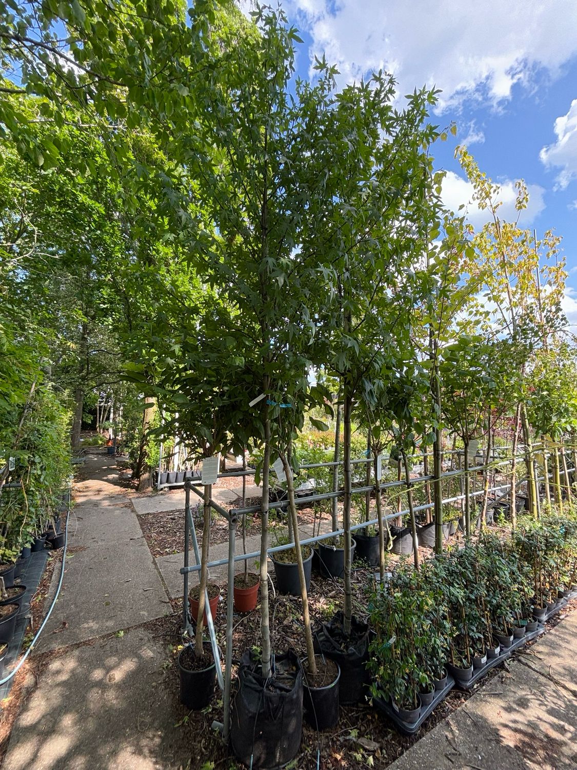 Liquidambar styraciflua 'Worplesdon' (Amberboom) OP=OP