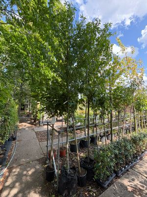 Liquidambar styraciflua 'Worplesdon' (Amberboom) OP=OP