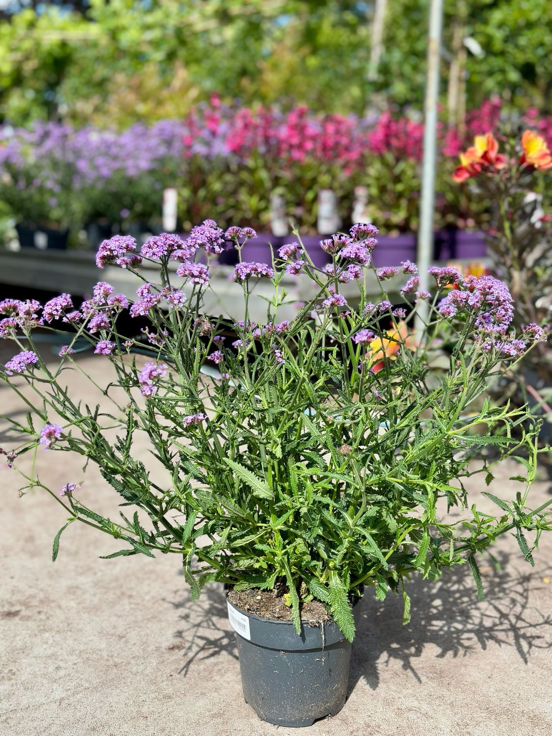 Verbena (IJzerhard) OP=OP