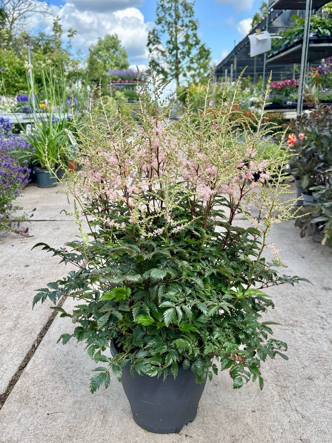 Pluimspirea (Astilbe) OP=OP