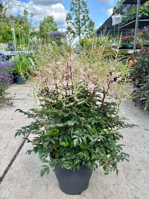 Pluimspirea (Astilbe) OP=OP