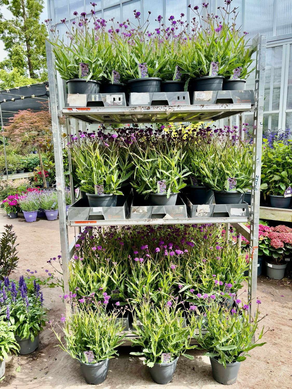 Verbena (IJzerhard) OP=OP