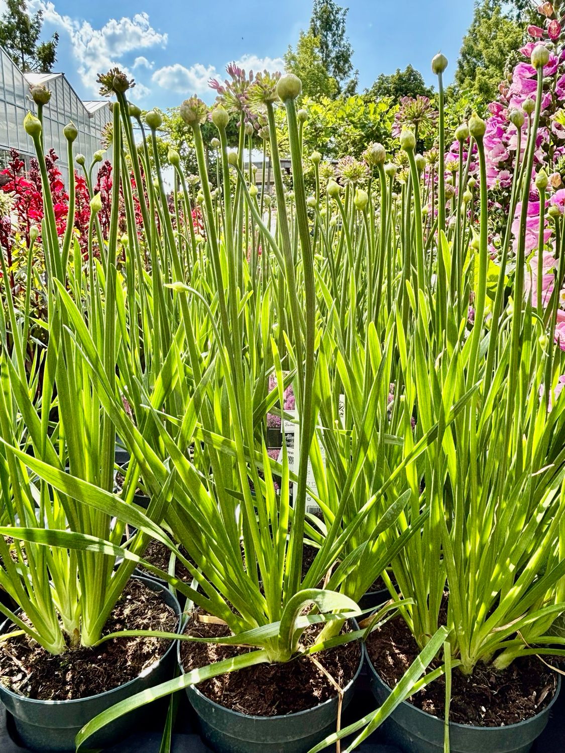Allium Millenium (Sierui) OP=OP
