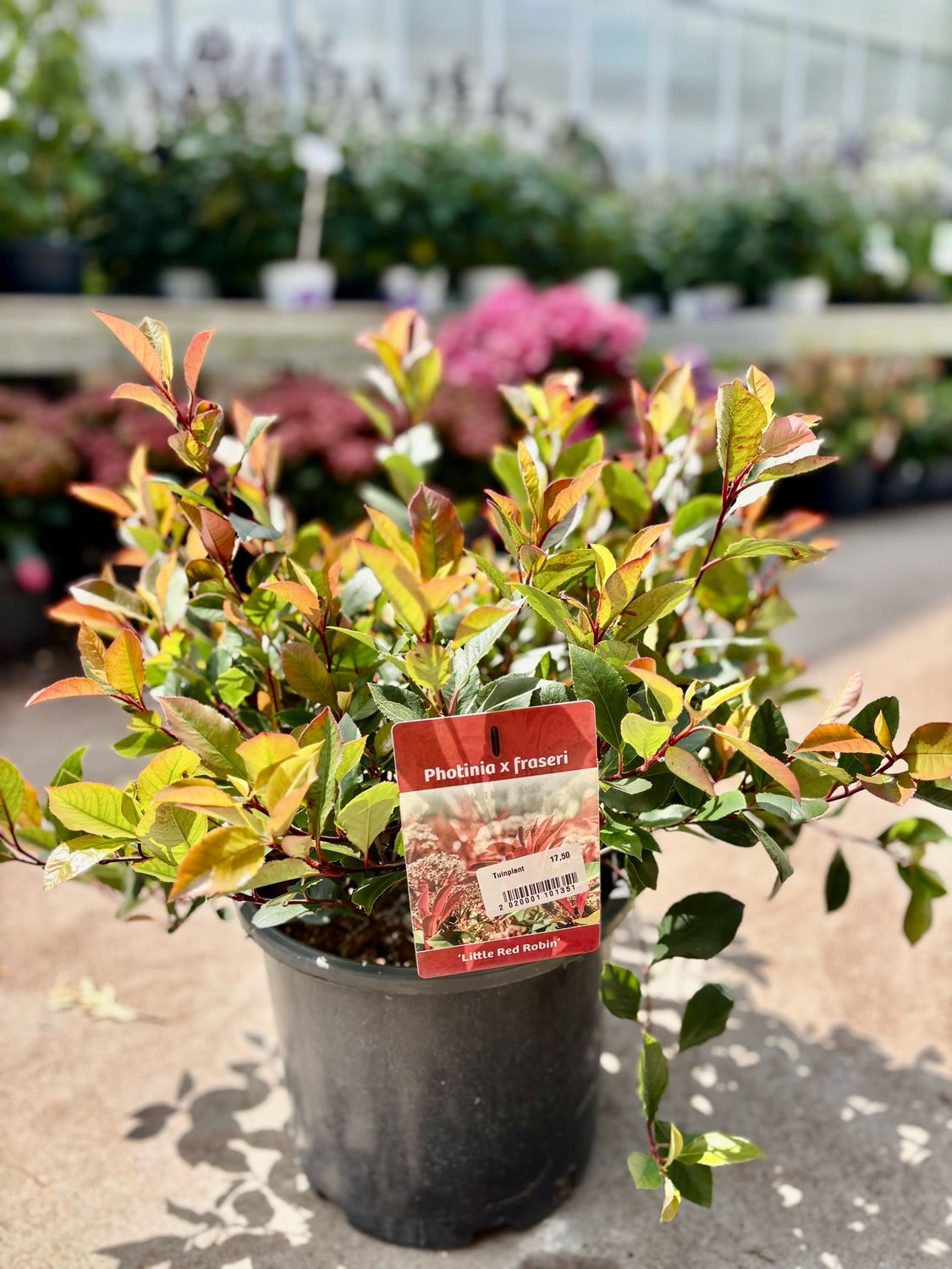 Photinia fraseri 'Little Red Robin (Glansmispel bol ) OP=OP