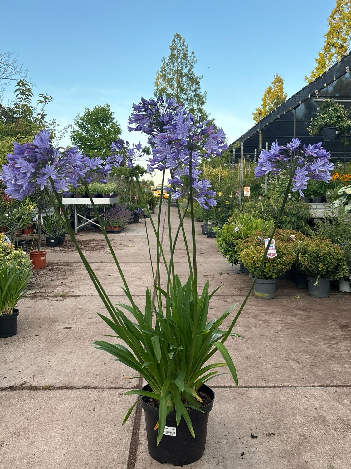 Agapanthus (Afrikaanse Lelie) OP=OP