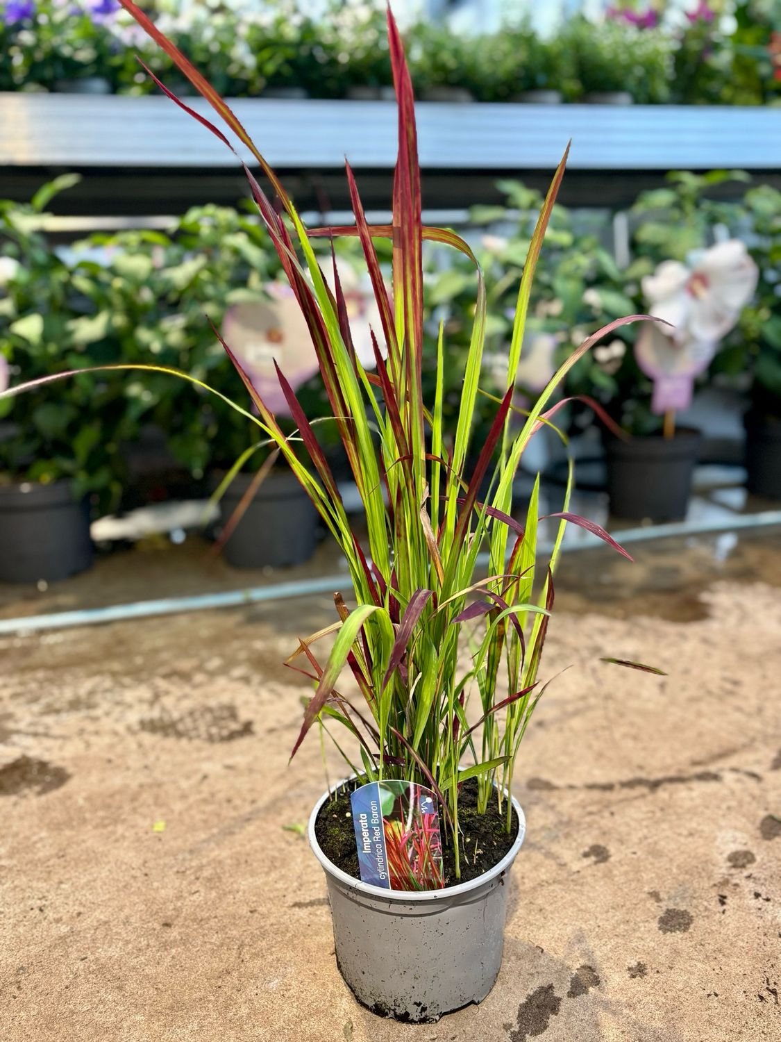 Imperata cylindrica 'Red Baron' (Japans bloedgras) OP=OP