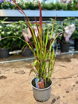 Imperata cylindrica 'Red Baron' (Japans bloedgras) OP=OP
