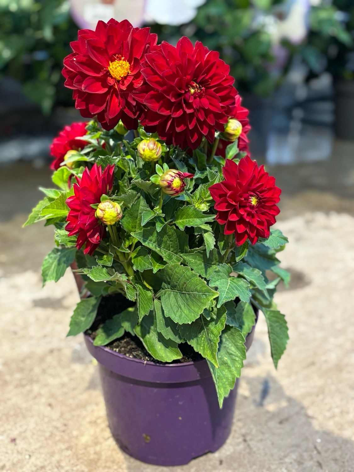 Dahlia rood OP=OP