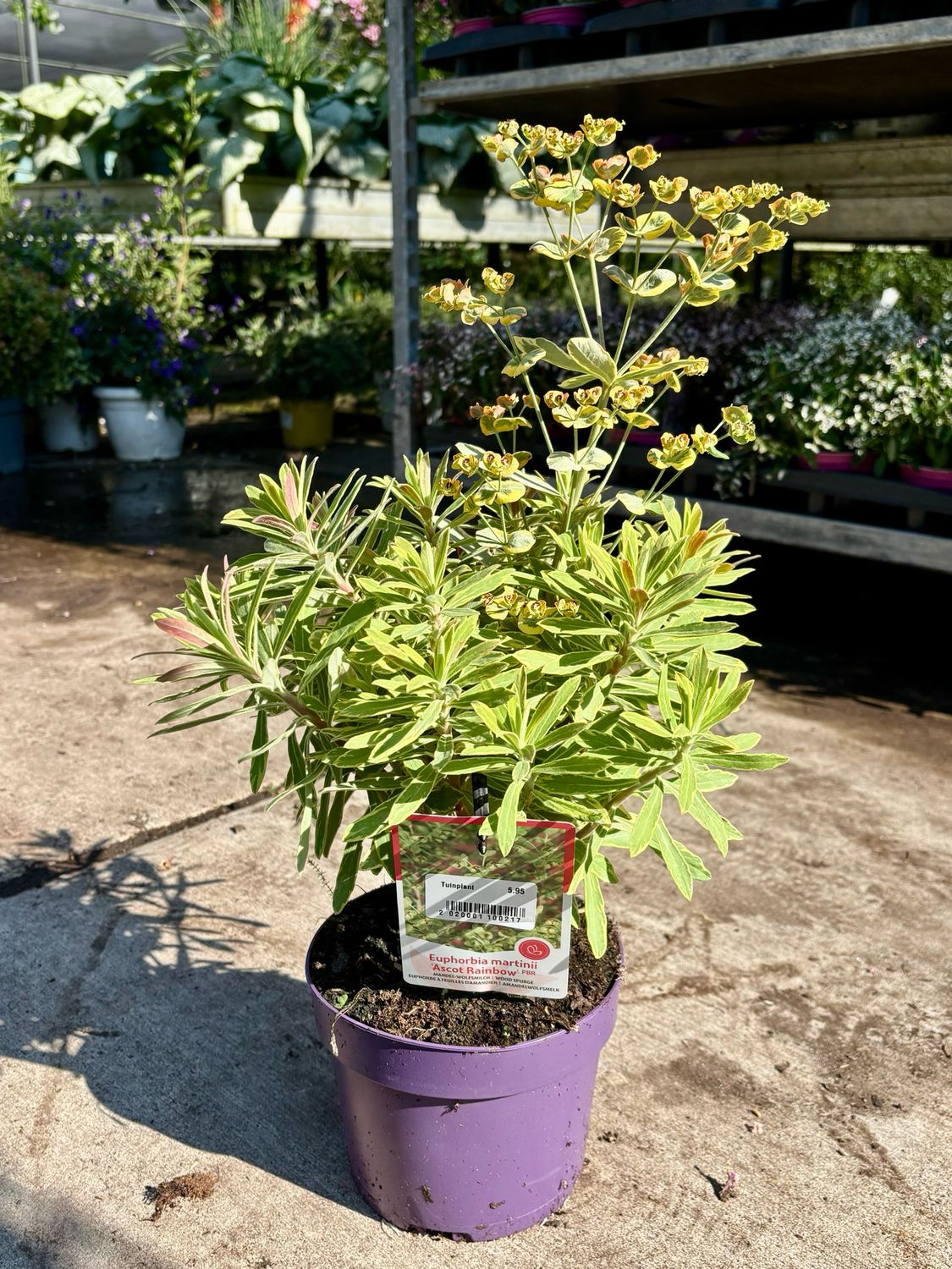 Euphorbia x martinii 'Ascot Rainbow' (Amandelwolfsmelk) OP=OP