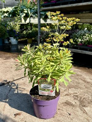 Euphorbia x martinii 'Ascot Rainbow' (Amandelwolfsmelk) OP=OP