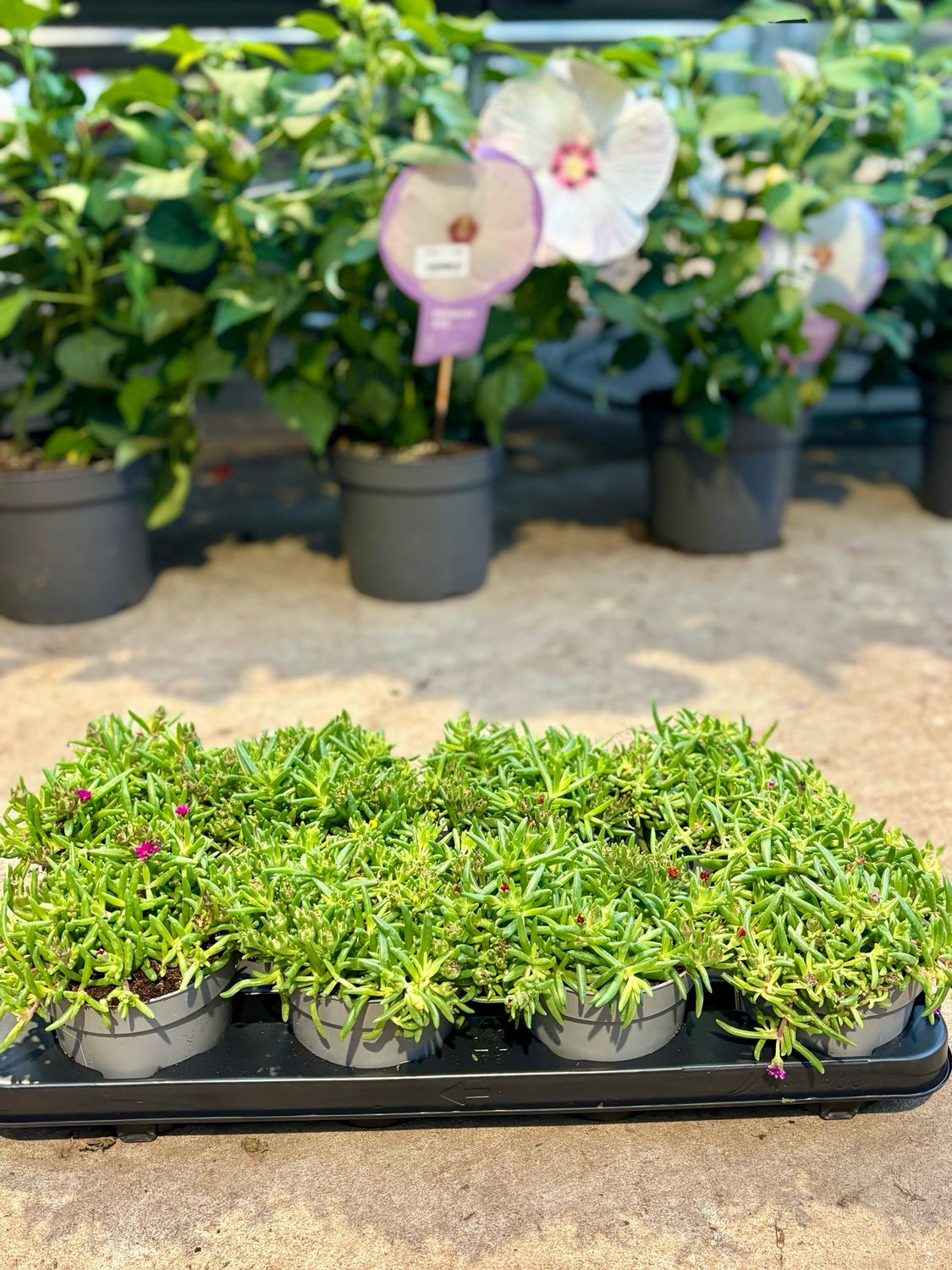 Delosperma (IJsbloem) 4 voor €10 OP=OP
