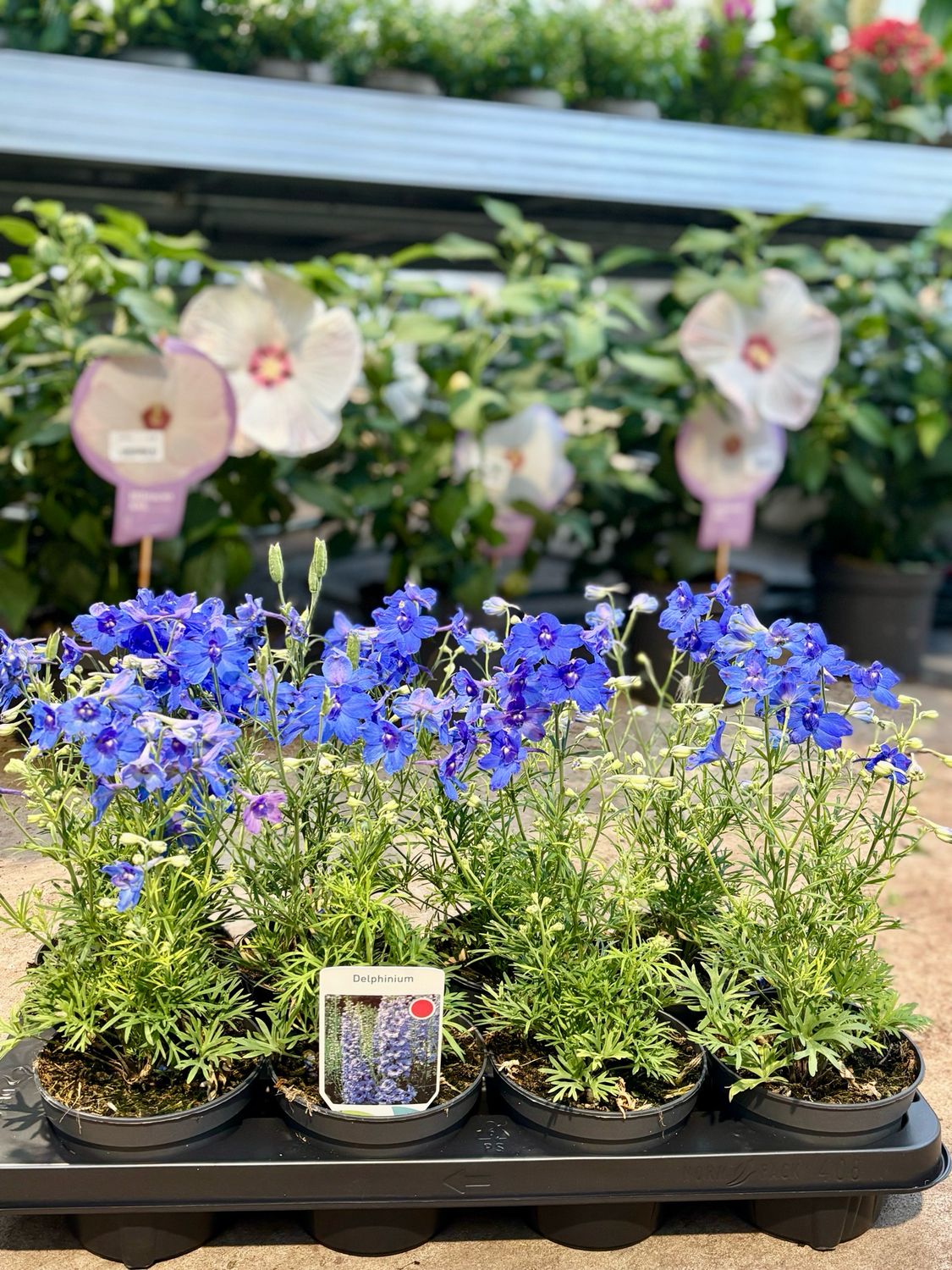Delphinium (Ridderspoor) 4 voor €10 OP=OP