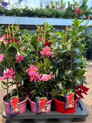 Mandaville (Sundaville) roze/rood OP=OP