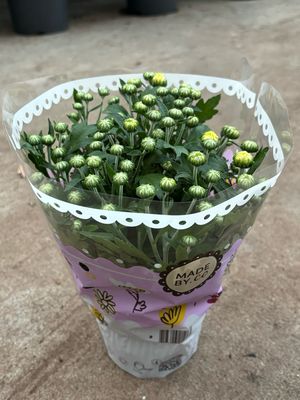 chrysanten OP=OP