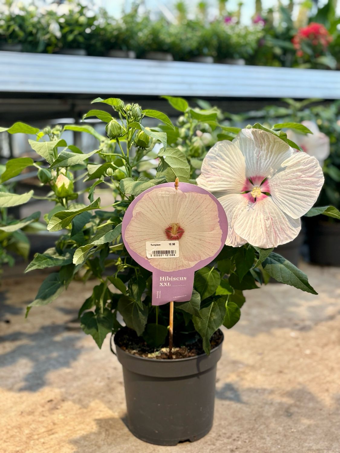 Hibiscus xxl (Moerashibiscus) OP=OP