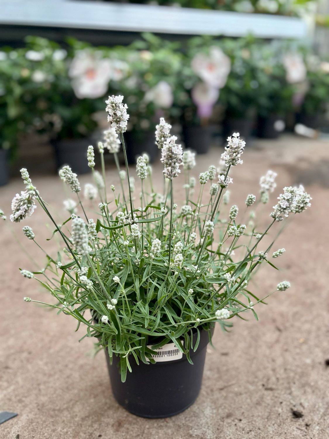Lavandula wit (Lavendel) OP=OP