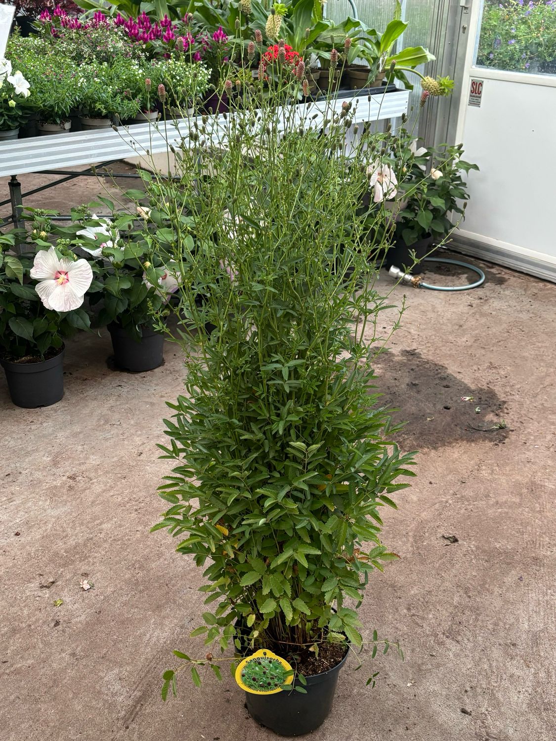 Sanguisorba officinalis 'Red Thunder' (Pimpernel) OP=OP