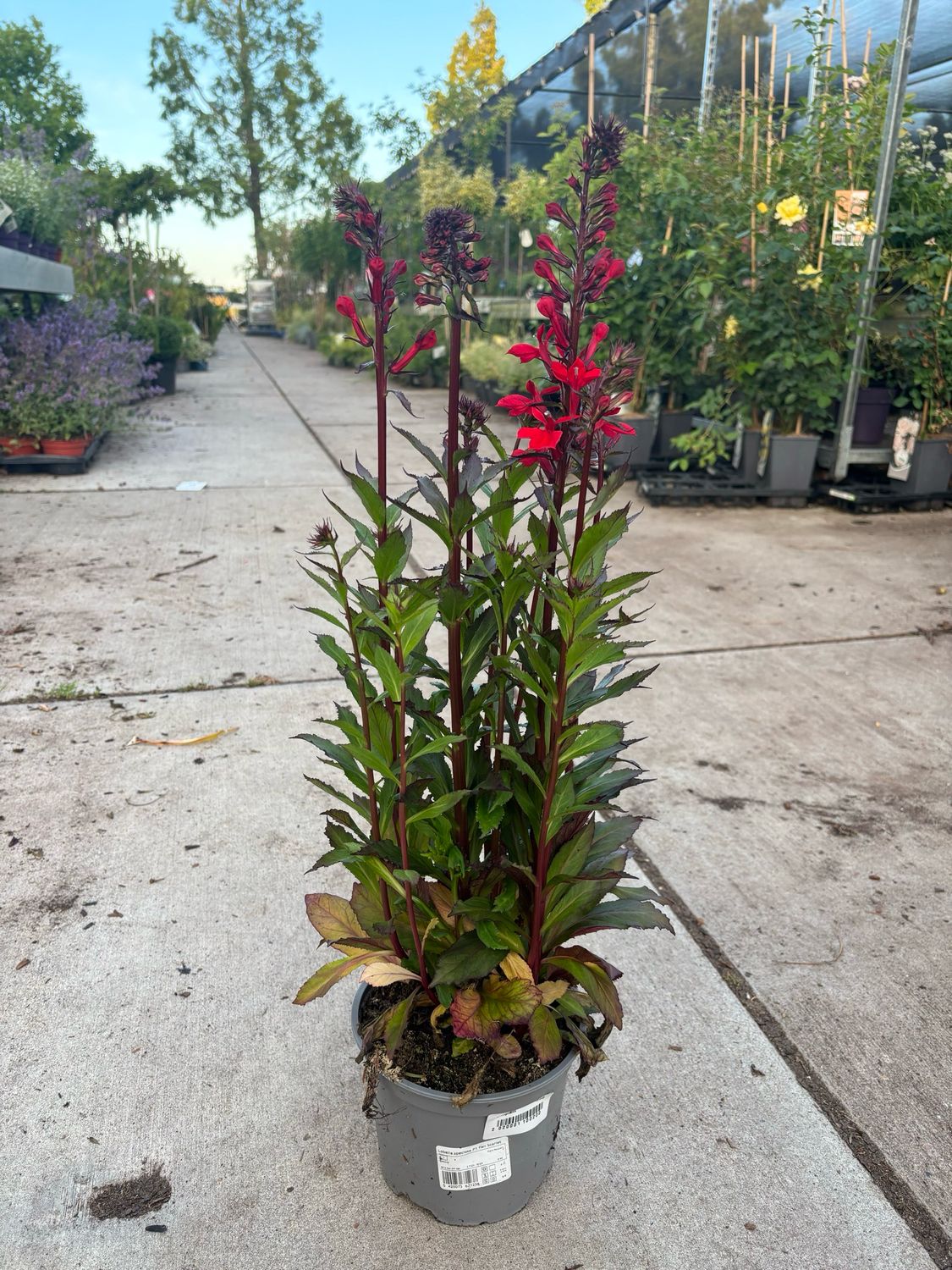 Lobelia Scarlet (Kardinaalsbloem) OP=OP