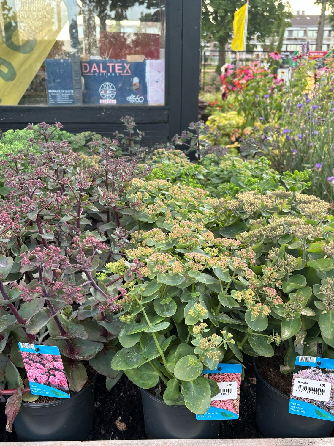 Sedum opgaand verschillende soorten OP=OP