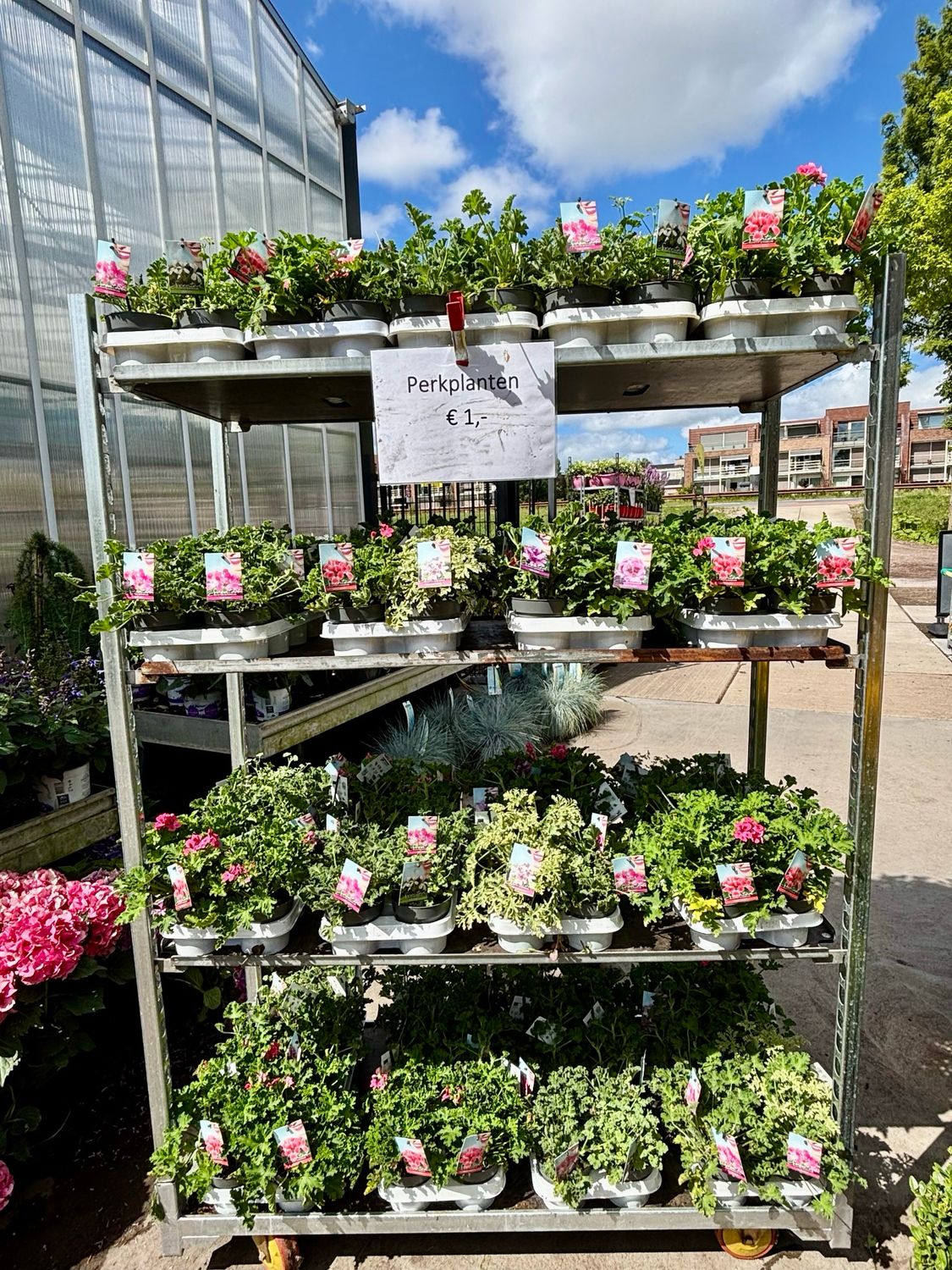 Geurende geranium OP=OP