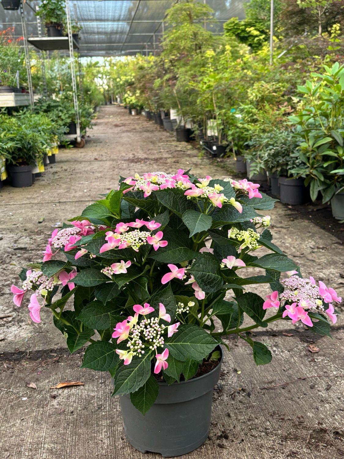 Hydrangea macrophylla 'MAGICAL Four Seasons' (Hortensia) OP=OP