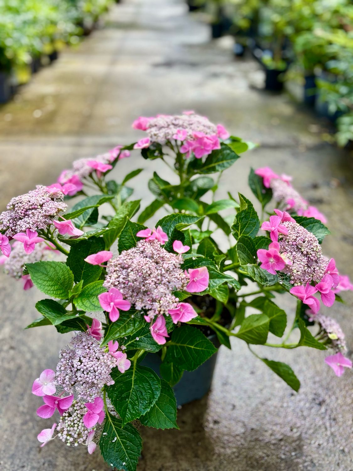 Hydrangea macrophylla 'Nizza' (Hortensia) OP=OP