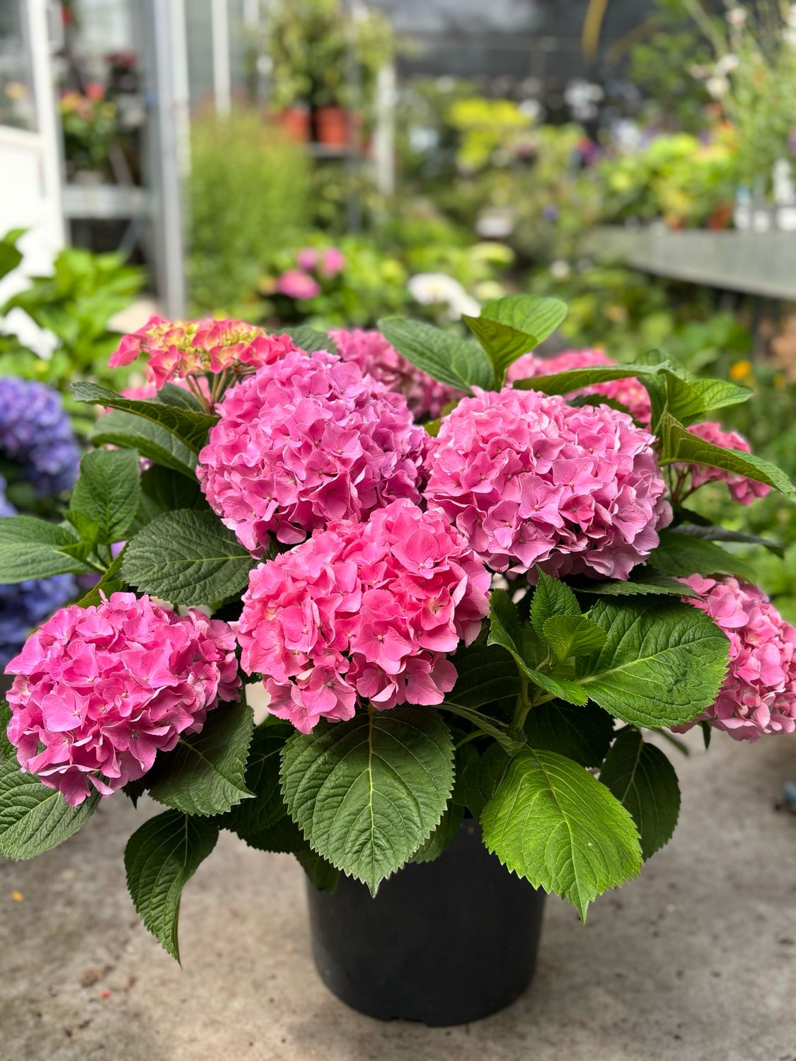 Hortensia (Hydrangea) verschillende soorten OP=OP
