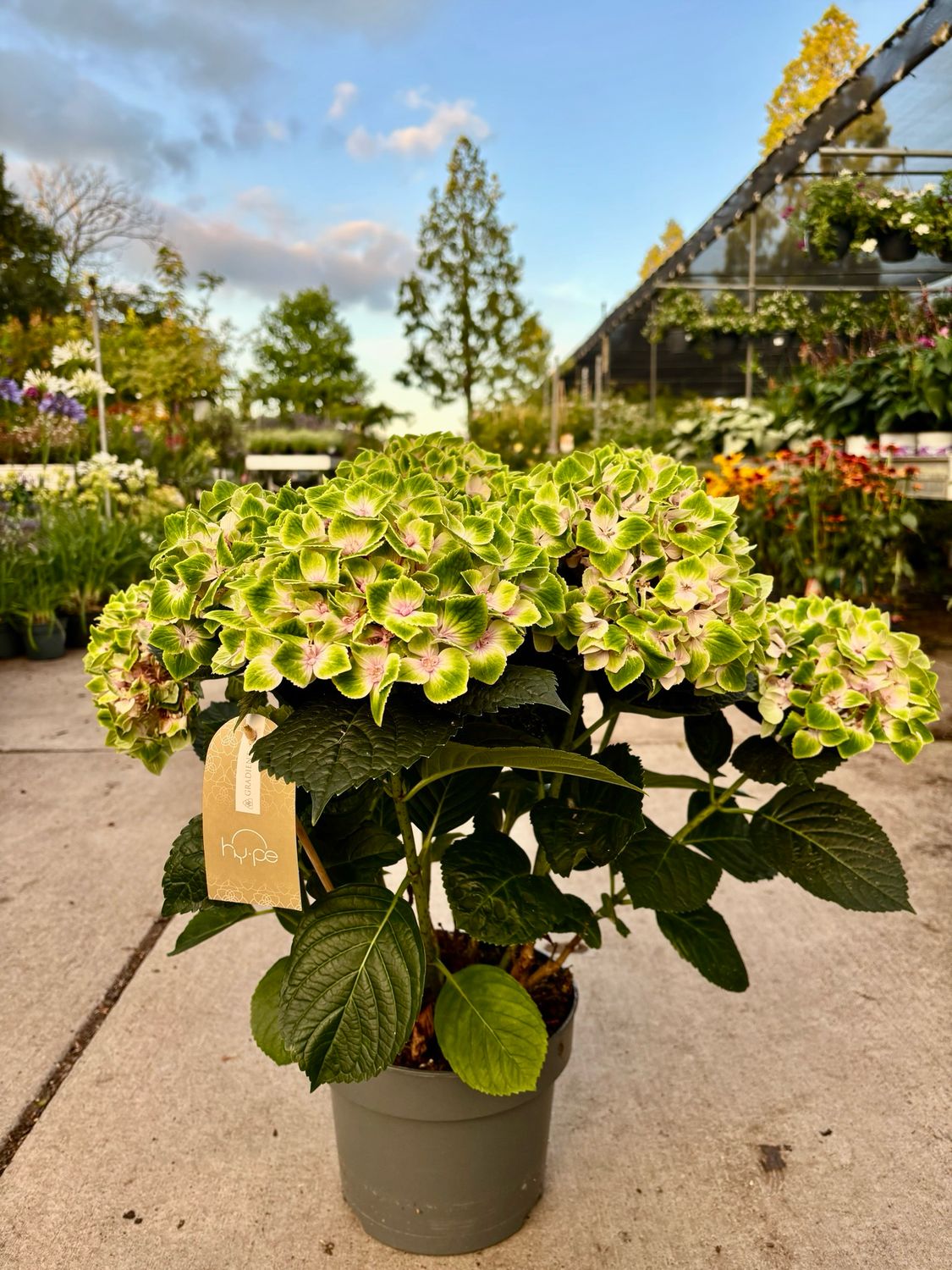 hydrangea rembrandt (Hortensia roze) OP=OP