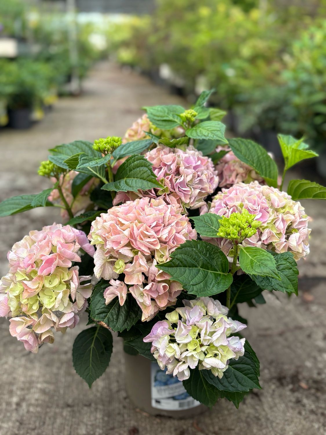 Hortensia (Hydrangea) OP=OP