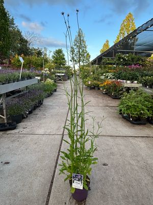 Verbena (ijzerhard)OP=OP