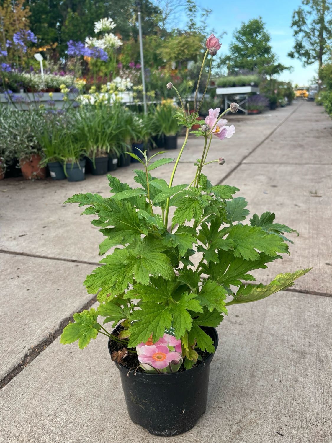 Anemone hupehensis 'September Charm (Herfstanemoon) OP=OP