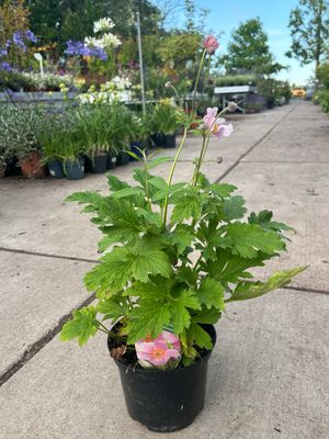 Anemone hupehensis 'September Charm (Herfstanemoon) OP=OP