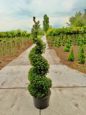 Ilex crenata spiraal