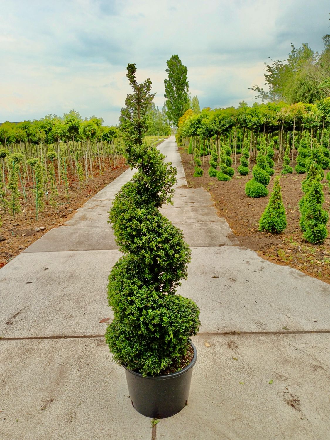 Ilex crenata spiraal