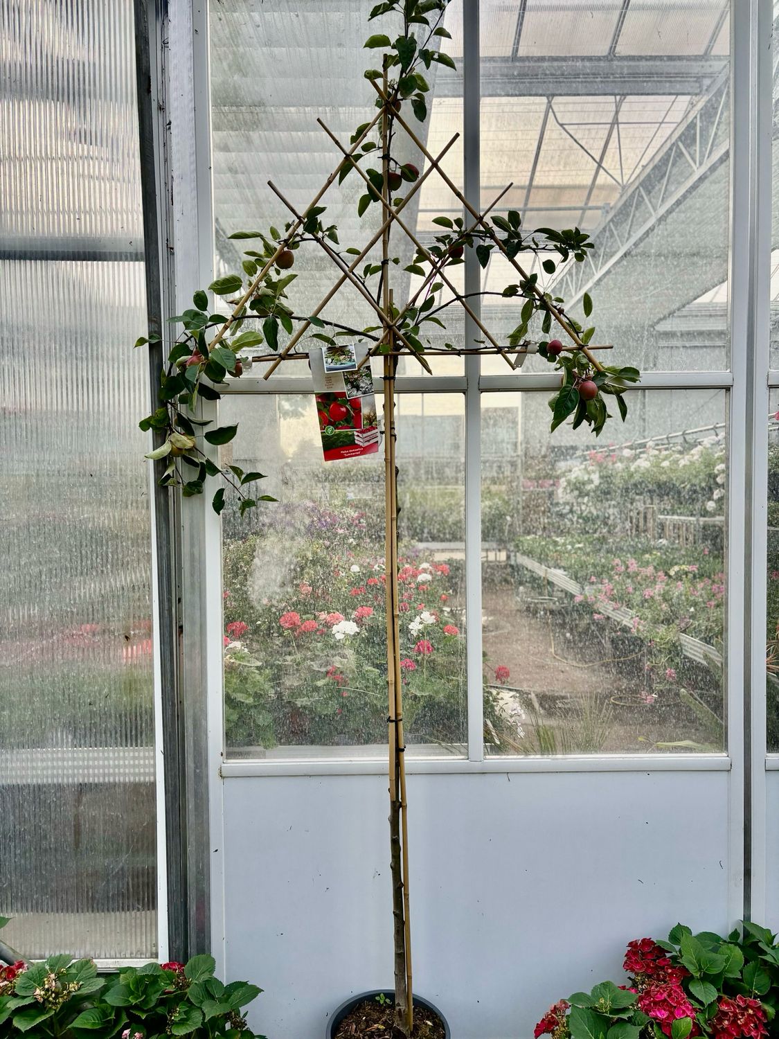 Fruitbomen leiboom hoogstam OP=OP