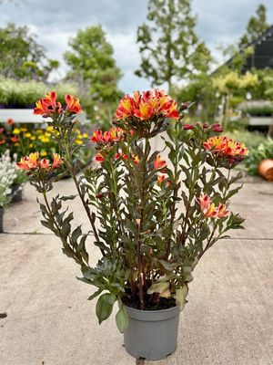 Alstroemeria indian Summer OP=OP