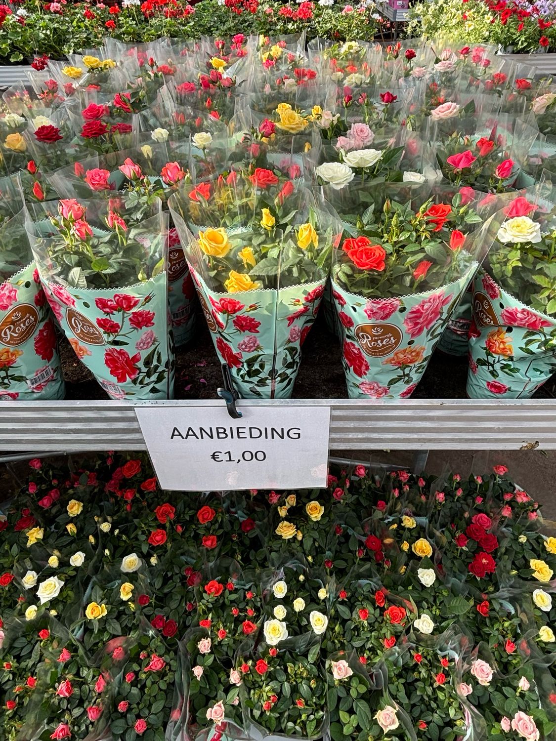 Roos in pot (Roozen/Roosjes)OP=OP