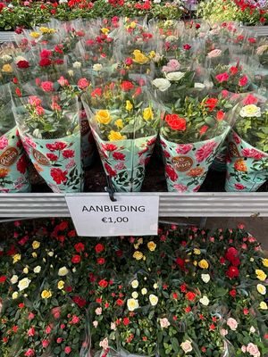 Roos in pot (Roozen/Roosjes)OP=OP