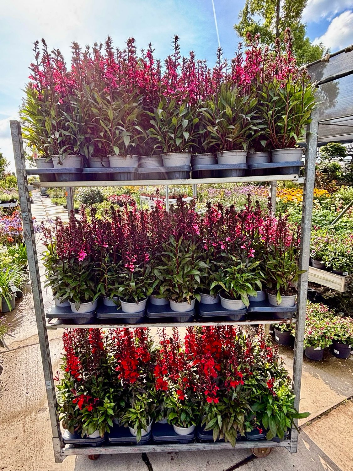 Lobelia (Kardinaalsbloem) OP=OP