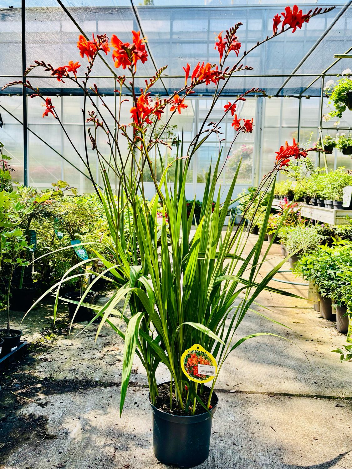 Crocosmia masoniorum (Montbretia) OP=OP