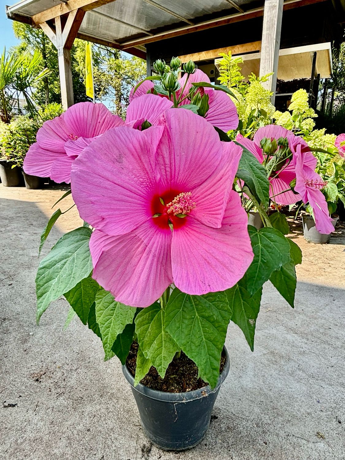 Hibiscus xxl (Moerashibiscus) roze OP=OP