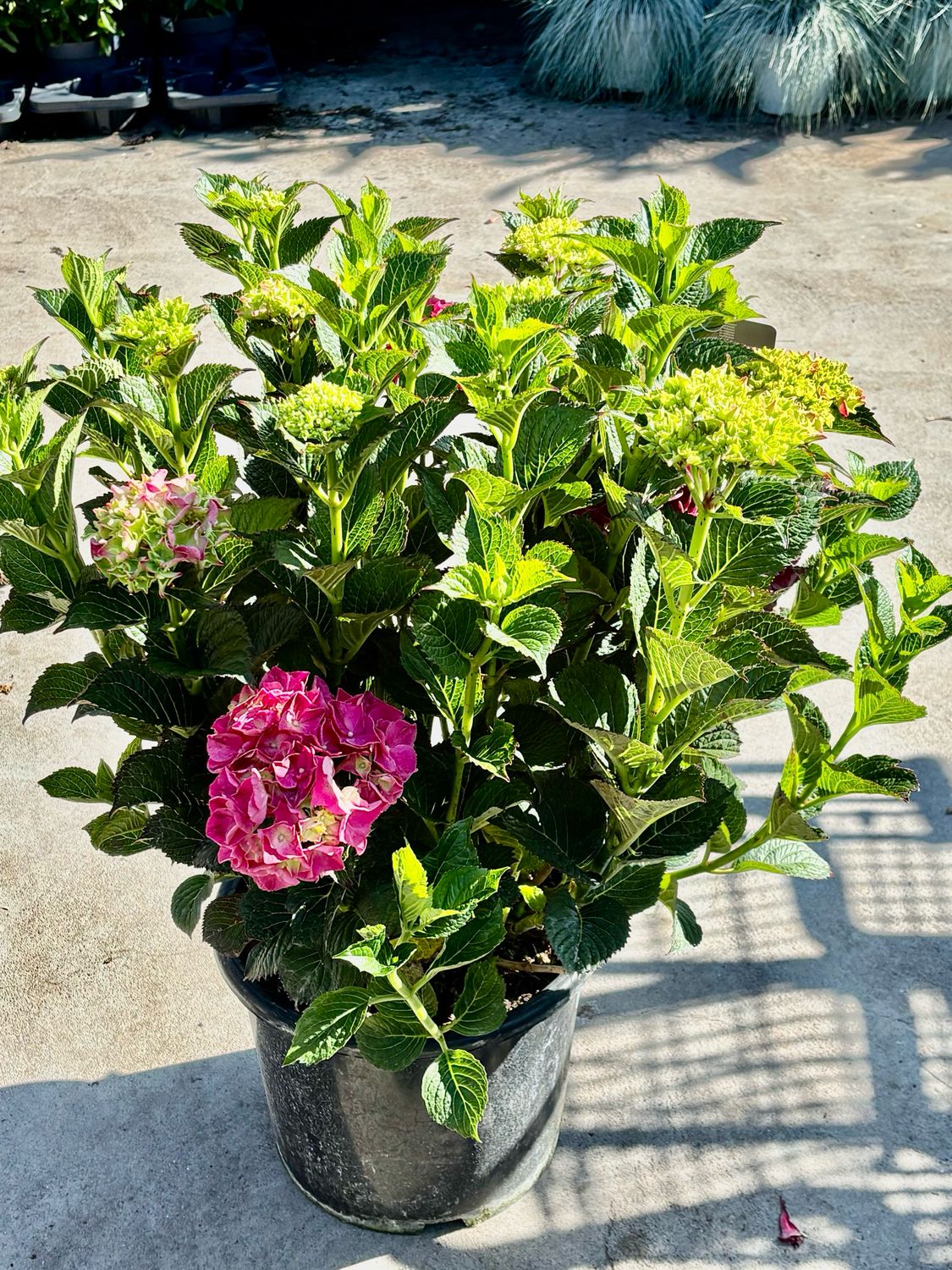 Hortensia (Hydrangea)OP=OP