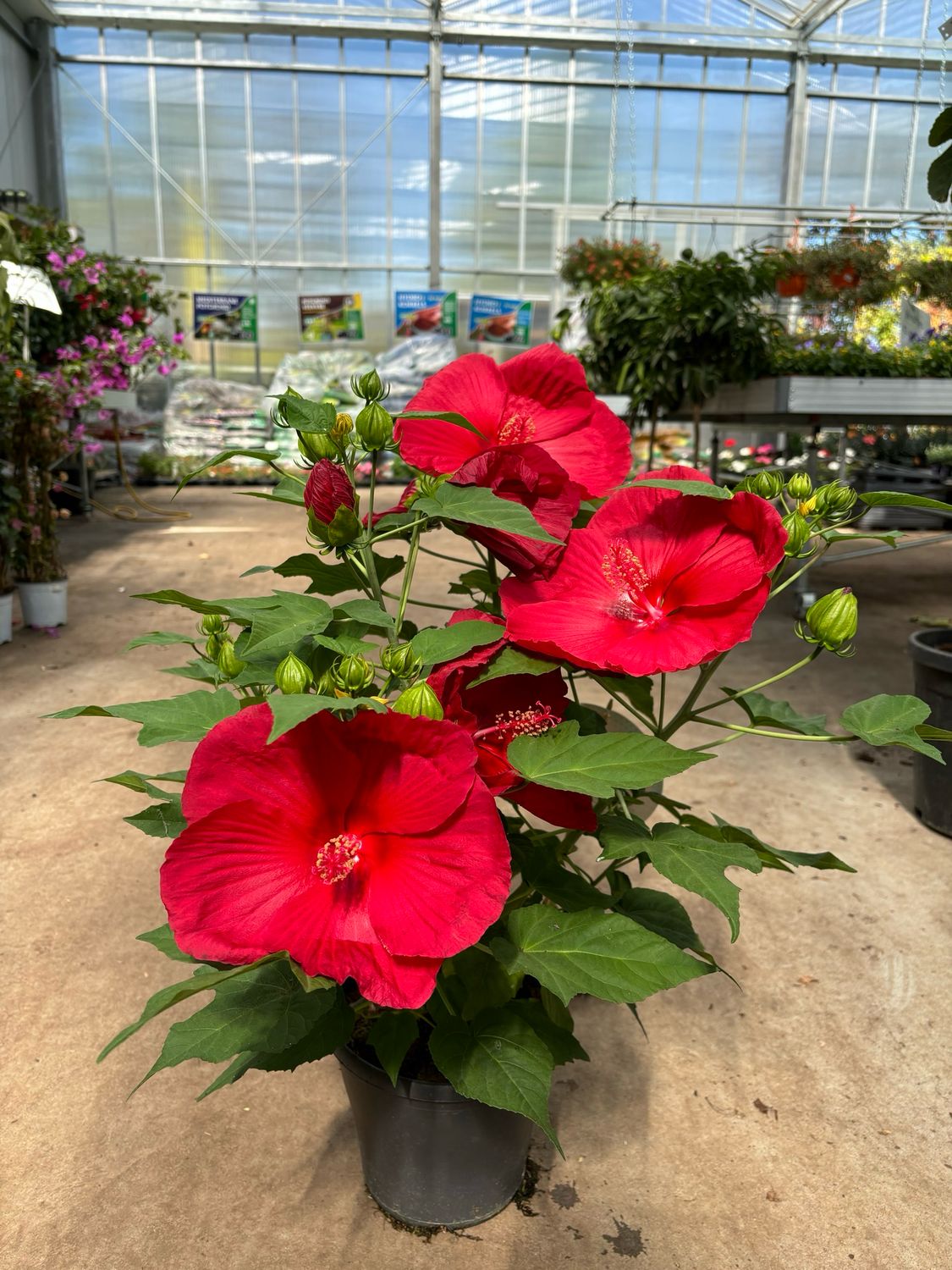 Hibiscus xxl (Moerashibiscus) rood OP=OP