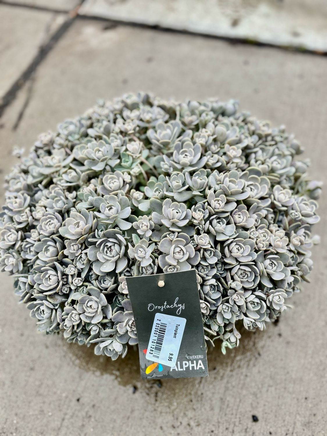 Rotsplant (Sedum) schaal OP=OP