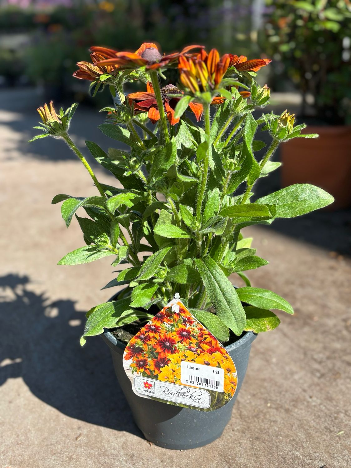 Rudbeckia Hirta (Zonnehoed) OP=OP