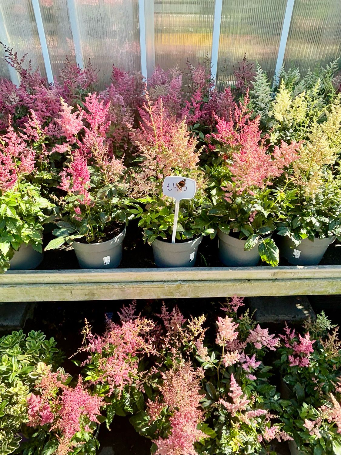 Astilbe (Pluimspirea) OP=OP