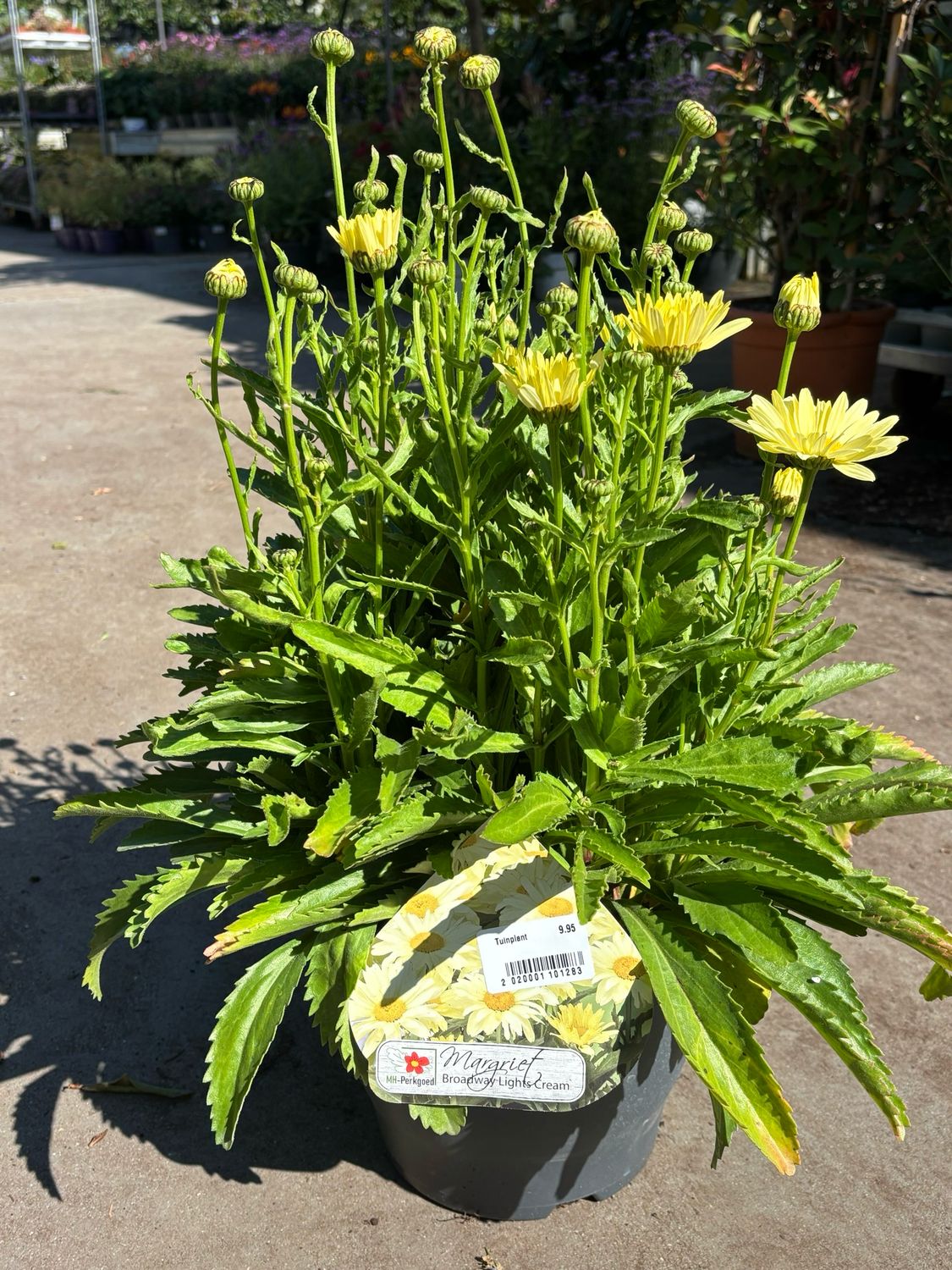 Leucanthemum x superbum 'Broadway Lights' (Margriet) OP=OP