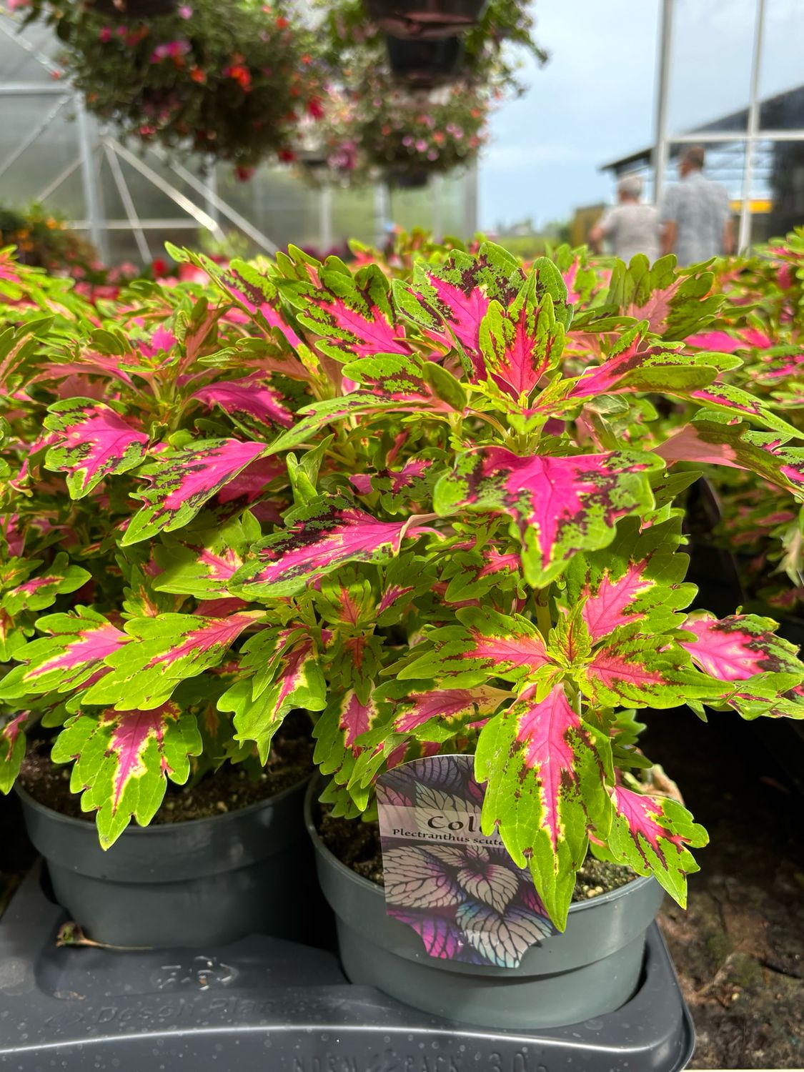 Coleus (Siernetel) OP=OP
