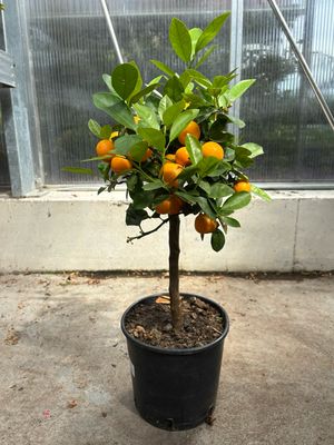 Clementine/Clementineboom (Citrusboom) OP=OP