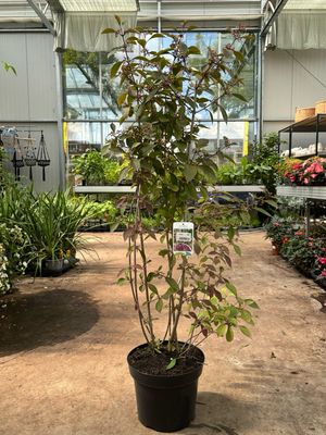 Callicarpa Profusion (Schoonvrucht) OP=OP